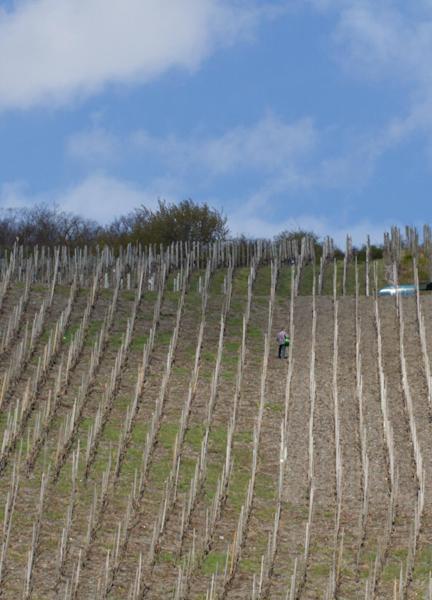 Weingut & Gaestehaus Schmitz-Bergweiler Bernkastel-Kues Kültér fotó